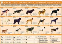 Комплект плакатов "Кинология" - «globural.ru» - Чебоксары