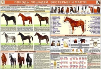 Комплект плакатов "Служебное коневодство" - «globural.ru» - Чебоксары