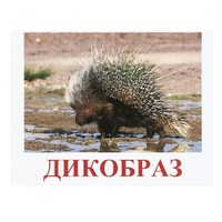 Карточки Домана "Дикие животные-3" - «globural.ru» - Чебоксары