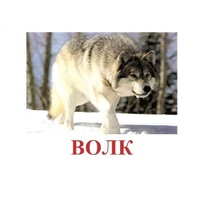 Карточки Домана "Дикие животные-1" - «globural.ru» - Чебоксары