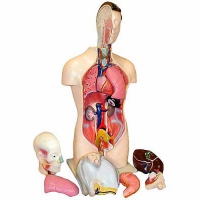 Торс человека разборный (42 см.) - «globural.ru» - Чебоксары