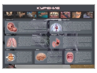 Стенд "Курение" (вариант 1) - «globural.ru» - Чебоксары