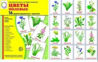 Демонстрационные карточки "Цветы полевые" - «globural.ru» - Чебоксары