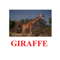 "Wild Animals-1" ("Дикие животные-1") английские карточки Домана - «globural.ru» - Чебоксары