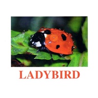 "Insects" ("Насекомые") английские карточки Домана - «globural.ru» - Чебоксары