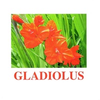 "Flowers-1" ("Цветы-1") английские карточки Домана - «globural.ru» - Чебоксары