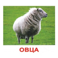 .Карточки Домана "Домашние животные" - «globural.ru» - Чебоксары