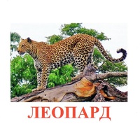 Карточки Домана "Дикие животные-2" - «globural.ru» - Чебоксары