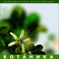 Ботаника. (Цифровая база изображений) - «globural.ru» - Чебоксары