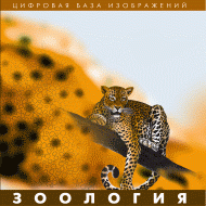 Зоология. (Цифровая база изображений) - «globural.ru» - Чебоксары