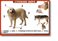 Ознакомление с окружающим миром. 1-4 класс. Комплект таблиц. Наглядные пособия для начальной школы, учебные пособия - «globural.ru» - Чебоксары