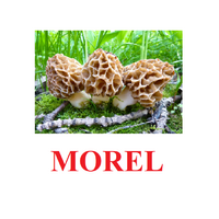 "Mushrooms" ("Грибы") английские карточки Домана - «globural.ru» - Чебоксары