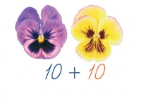 Счетный материал на магнитах "Анютины глазки" - «globural.ru» - Чебоксары