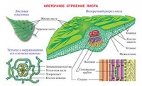 Плакаты и таблицы по биологии - «globural.ru» - Чебоксары