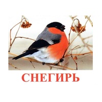 Карточки Домана "Птицы-1" - «globural.ru» - Чебоксары