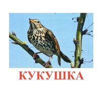 Карточки Домана "Птицы-3" - «globural.ru» - Чебоксары