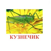 Карточки Домана "Насекомые" - «globural.ru» - Чебоксары