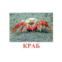 Карточки Домана "Подводный мир" - «globural.ru» - Чебоксары