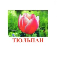 Карточки Домана "Цветы-1" - «globural.ru» - Чебоксары