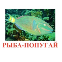 Карточки Домана "Рыбы" - «globural.ru» - Чебоксары