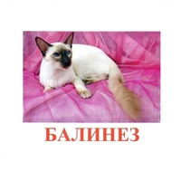 Карточки Домана "Породы кошек" - «globural.ru» - Чебоксары