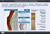 Интерактивные курсы. Биология 5 класс. Расширенный - «globural.ru» - Чебоксары