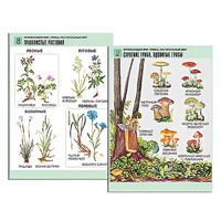 Комплект таблиц для начальной школы "Окружающий мир. Грибы. Растительный мир" - «globural.ru» - Чебоксары