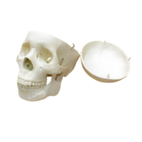 Модель "Череп человека" - «globural.ru» - Чебоксары