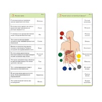 Комплект карточек (10) "Обучающий калейдоскоп. Человек" - «globural.ru» - Чебоксары