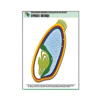 Рельефная таблица "Зерновка пшеницы" (формат А1, матовое ламинир.) - «globural.ru» - Чебоксары