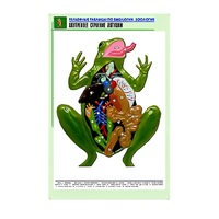 Рельефная таблица "Внутреннее строение лягушки" (формат А1, матовое ламинир.) - «globural.ru» - Чебоксары