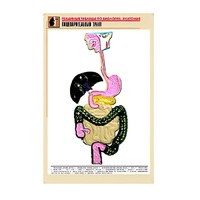 Рельефная таблица "Пищеварительный тракт" (формат А1, матовое ламинир.) - «globural.ru» - Чебоксары