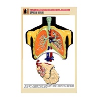 Рельефная таблица "Строение легких" (формат А1, матовое ламинир.) - «globural.ru» - Чебоксары