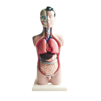 Торс человека разборный - «globural.ru» - Чебоксары