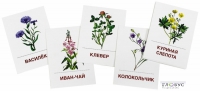 Раздаточные карточки "Цветы полевые" - «globural.ru» - Чебоксары