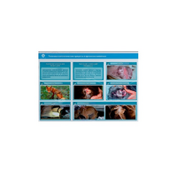 Стенд-планшет светодинамический "Изучение типических патологических процессов в организмах животных" - «globural.ru» - Чебоксары