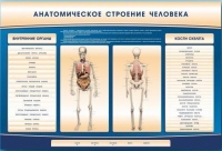 Электрифицированный стенд-тренажер c макетом скелета "Анатомическое строение человека" - «globural.ru» - Чебоксары