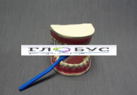 Модель "Уход за зубами" - «globural.ru» - Чебоксары