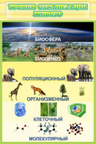 Стенд "Уровни организации живого" - «globural.ru» - Чебоксары