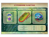 Электрифицированный стенд "Строение клетки" с маркерными полями - «globural.ru» - Чебоксары
