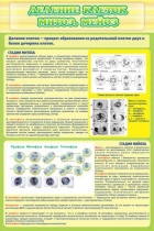 Стенд "Деление клеток митоз, мейоз" - «globural.ru» - Чебоксары