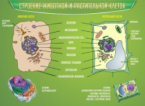 Стенд "Строение животной и растительной клеток" - «globural.ru» - Чебоксары
