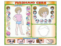 Стенд маркерный "Познаю себя" (тело, голова, органы чувств) - «globural.ru» - Чебоксары