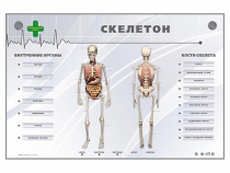 Электрифицированный стенд-тренажер "Скелетон" - «globural.ru» - Чебоксары