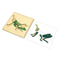 Строение кузнечика с контуром - «globural.ru» - Чебоксары