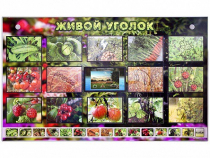 Комплект оборудования "Живой уголок" (растения) с тифлопереводом и сурдокомментариями - «globural.ru» - Чебоксары