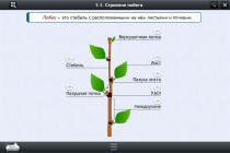 Интерактивные курсы. Биология 6 класс. Расширенный - «globural.ru» - Чебоксары
