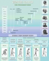 Стенд "Эволюция человека" (вариант 1) - «globural.ru» - Чебоксары