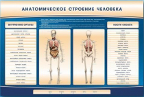 Электрифицированный стенд-тренажер c макетом скелета "Анатомическое строение человека" - «globural.ru» - Чебоксары