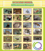Стенд "Красная книга - млекопитающие" - «globural.ru» - Чебоксары